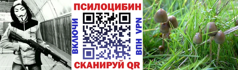 mega tor  Волжск  Псилоцибиновые грибы Psilocybe 