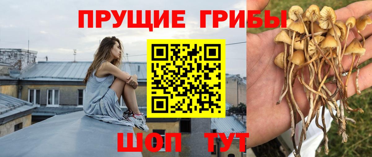 Волжск  купить наркотик  Вход с VPN  Псилоцибиновые грибы ЛСД  Галлюциногенные грибы Magic Shrooms 